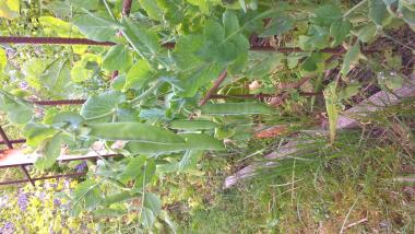 Billede af plante